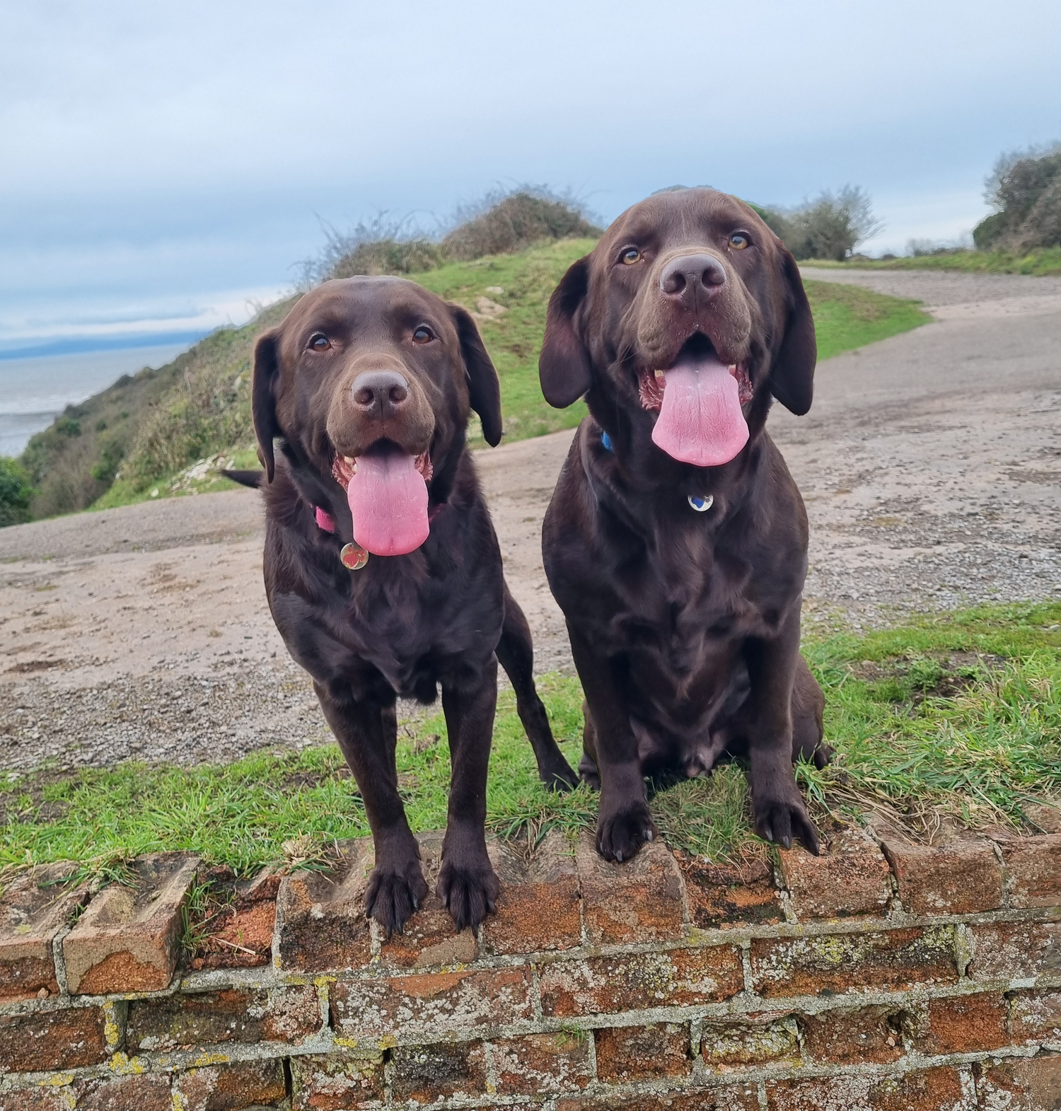 MooRoo's - Fuelling dogs to live long, happy, healthy lives!